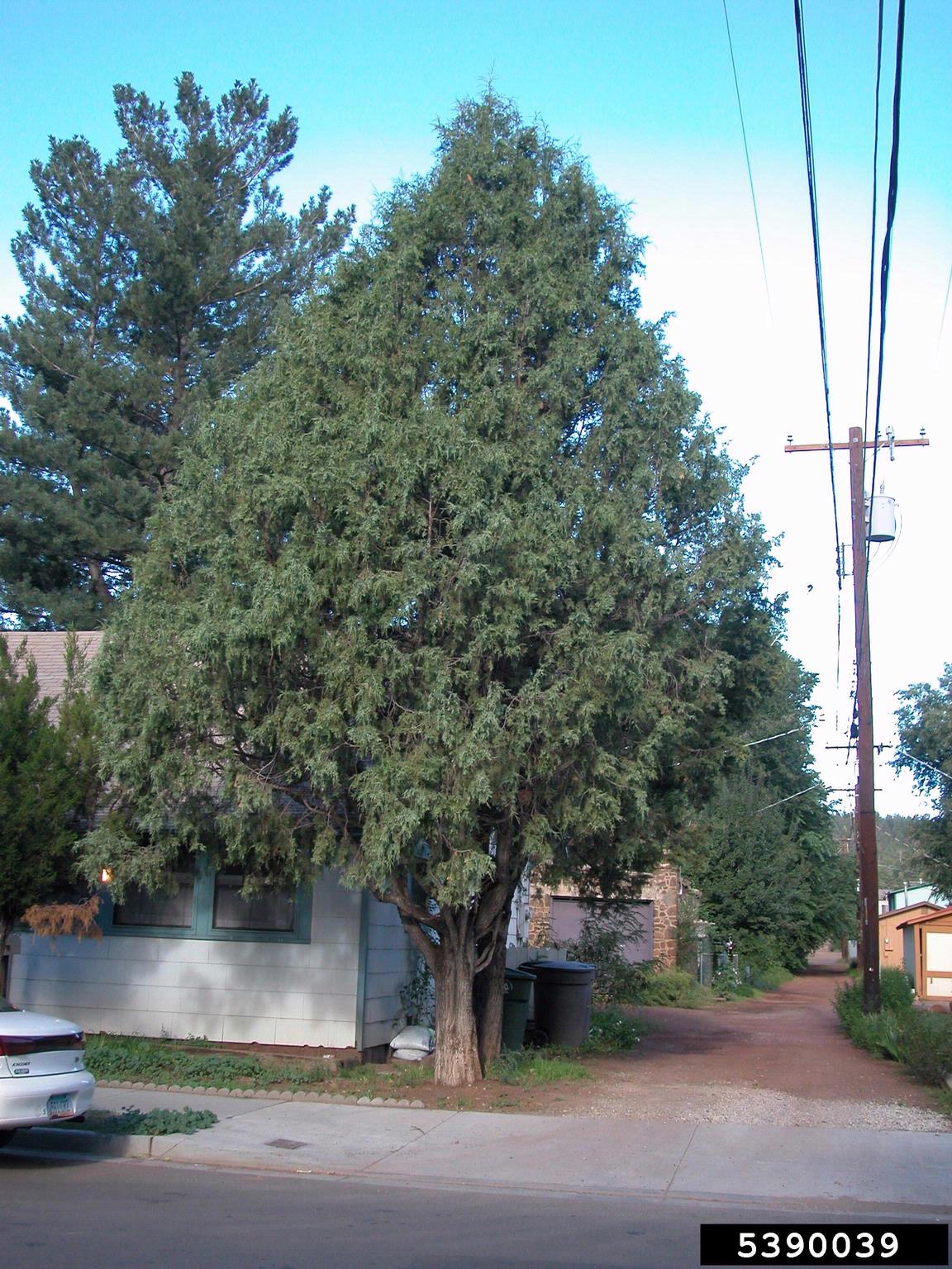 Rocky shop mountain juniper